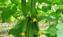 网红吃瓜资源链接,独家资源链接大公开！